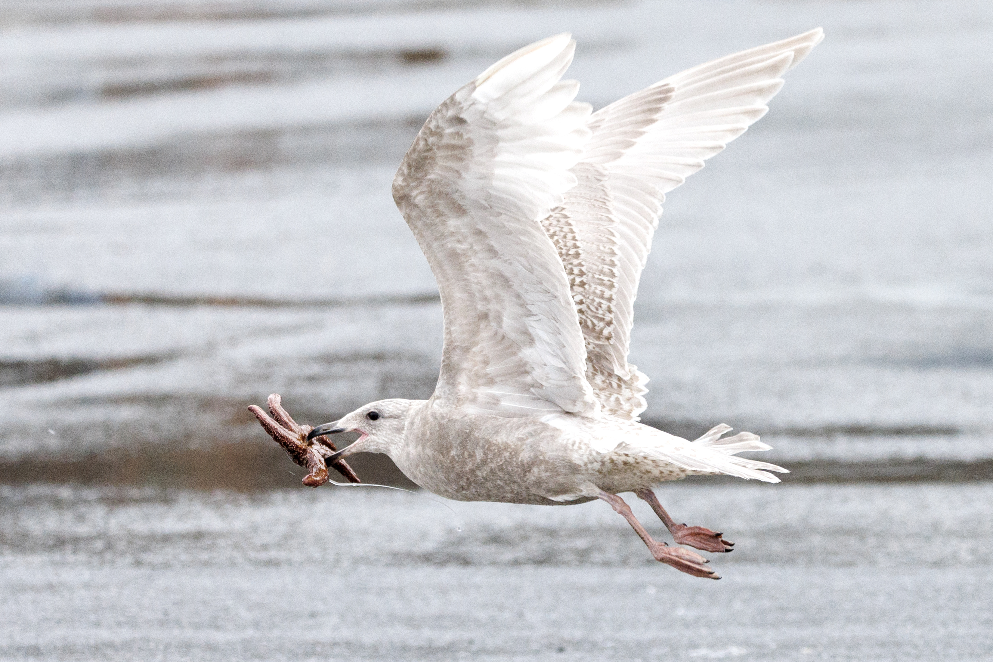 2023 02 20 Seagull Return of the Starfish